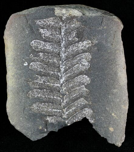 Million Year Old Fern Fossil - Illinois #21424